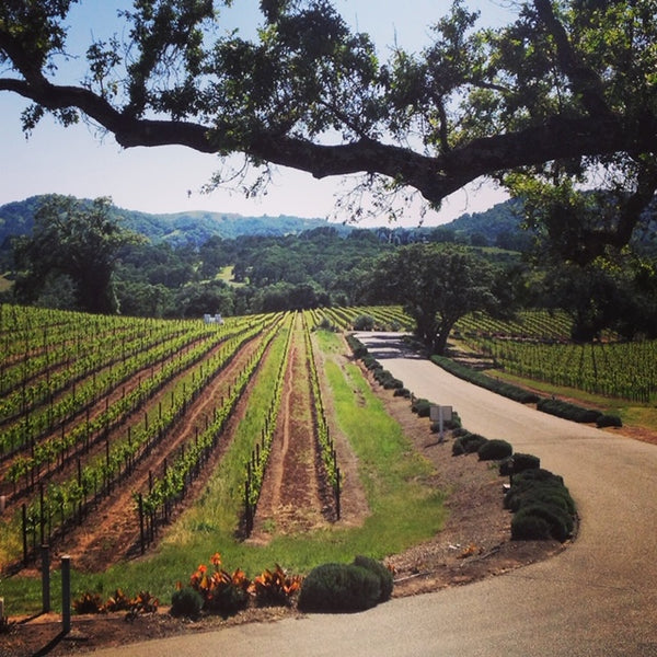 We're Trippin:  Sonoma County Wine Country